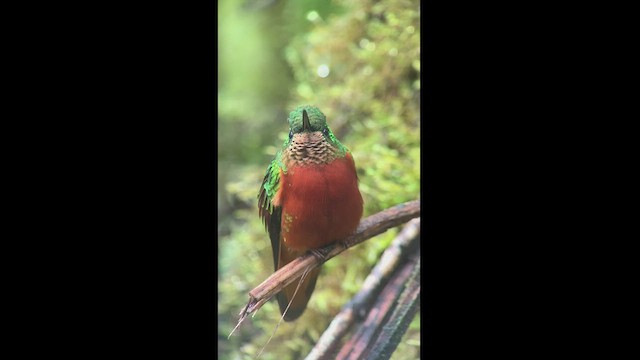 kolibřík peruánský - ML470759351