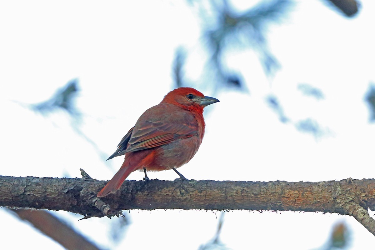 Hepatic Tanager - ML47075991