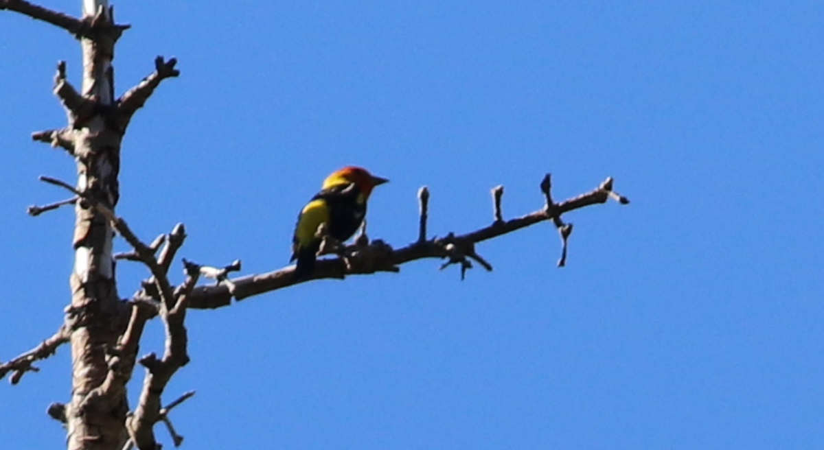 Western Tanager - ML470760401