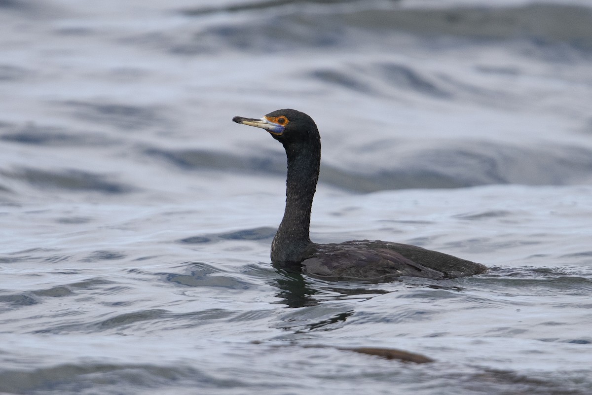Red-faced Cormorant - ML470761691