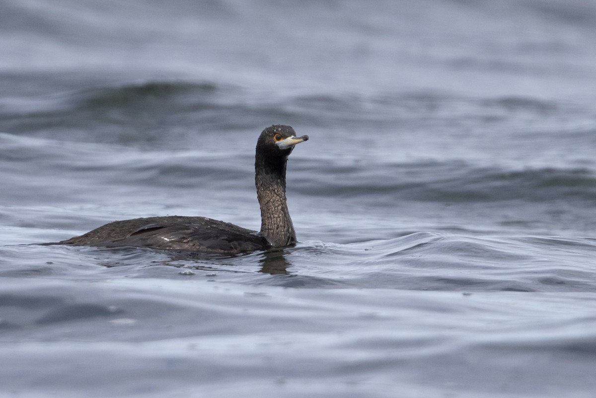 Red-faced Cormorant - ML470761701