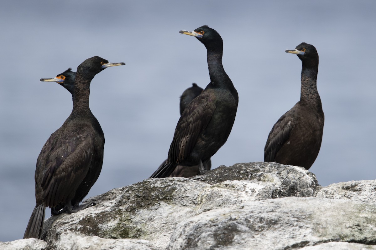 Red-faced Cormorant - ML470761721