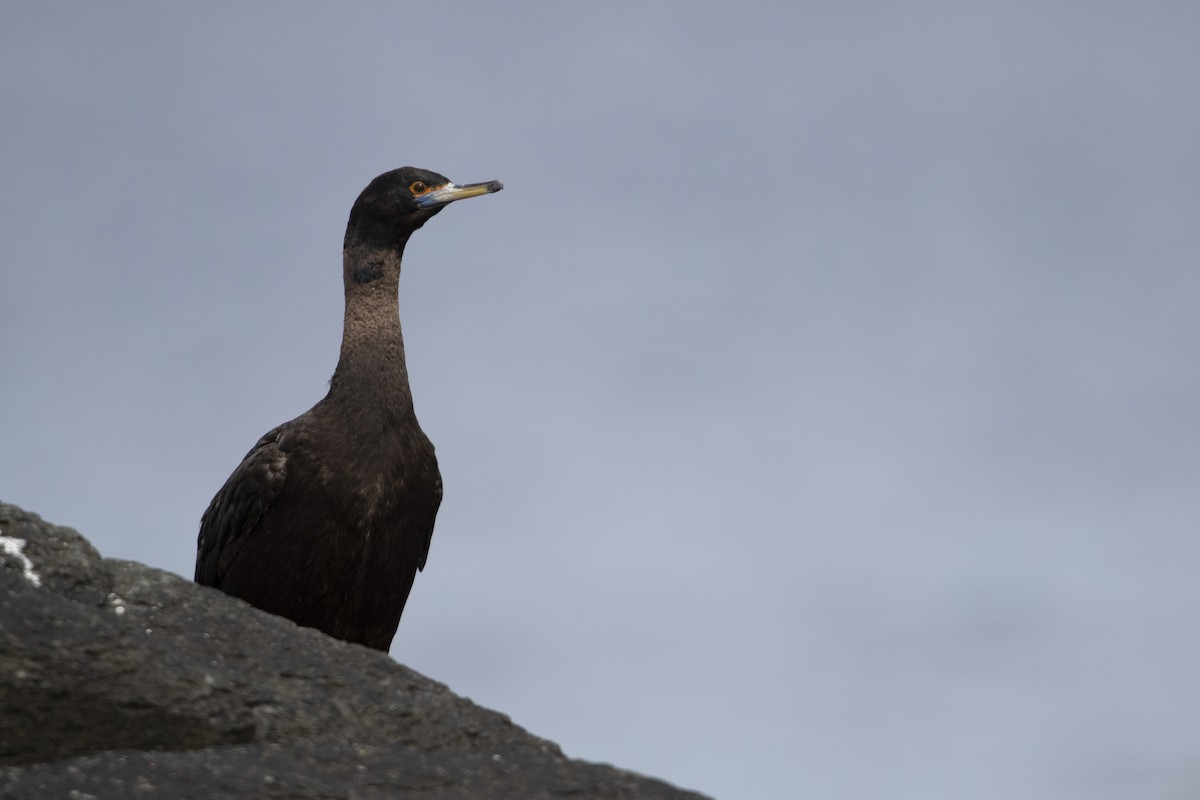 Red-faced Cormorant - ML470761741