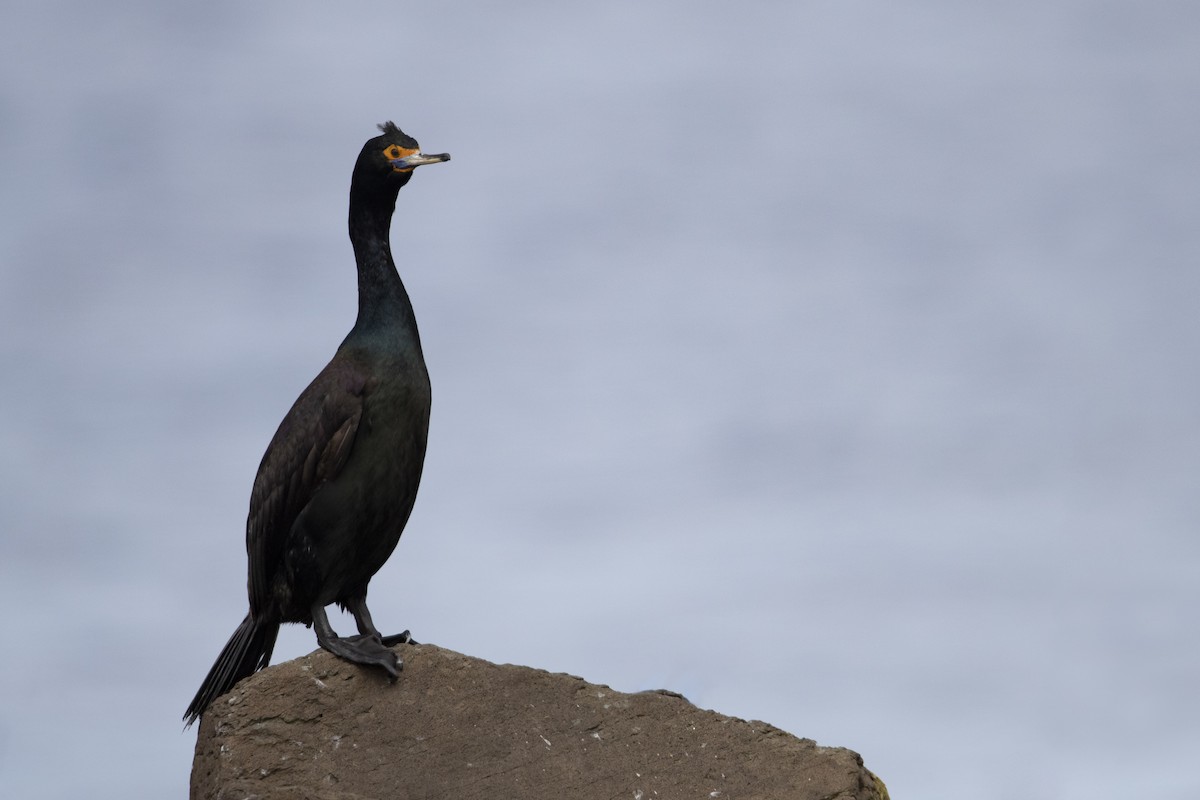 Red-faced Cormorant - ML470761751