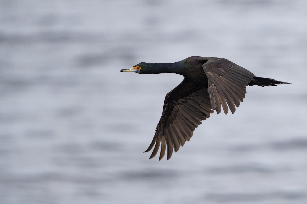Red-faced Cormorant - ML470761761