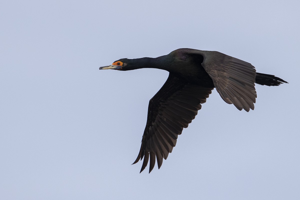 Red-faced Cormorant - ML470761791