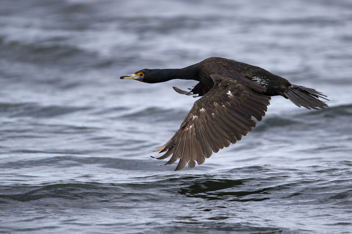 Red-faced Cormorant - ML470761801