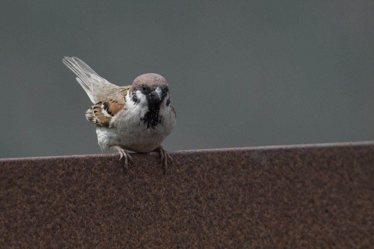 Eurasian Tree Sparrow - ML470761991