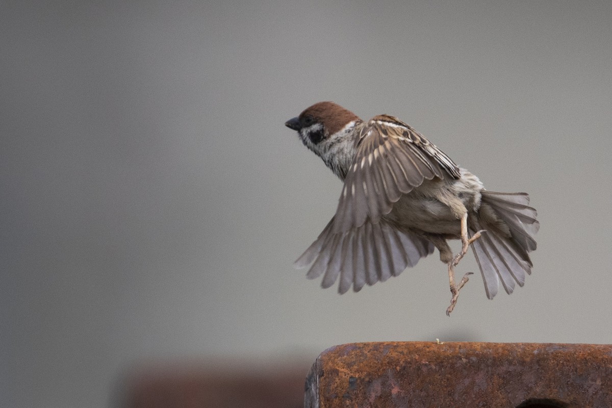 Eurasian Tree Sparrow - ML470762001