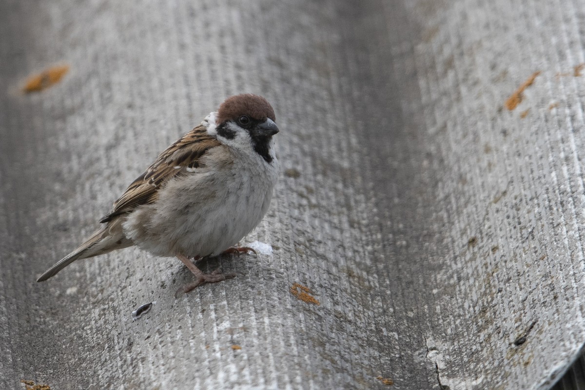 Eurasian Tree Sparrow - ML470762011