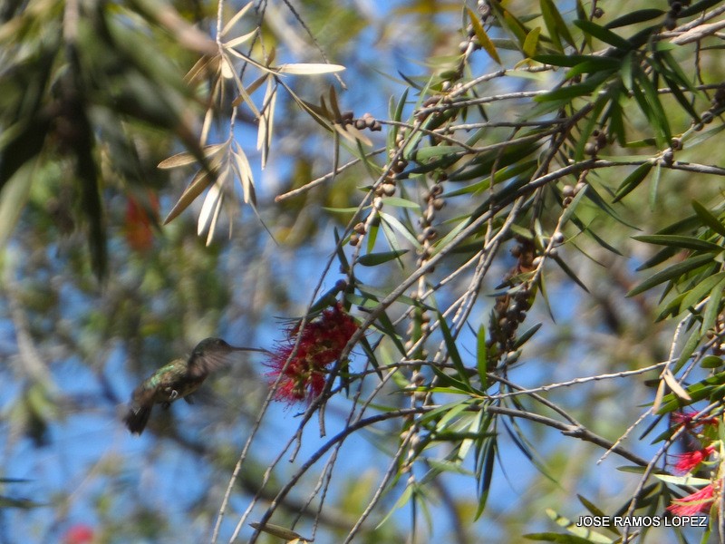 Ruby-throated Hummingbird - ML47076241