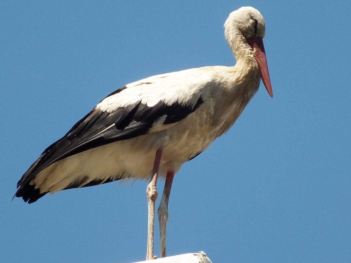 White Stork - ML470763181