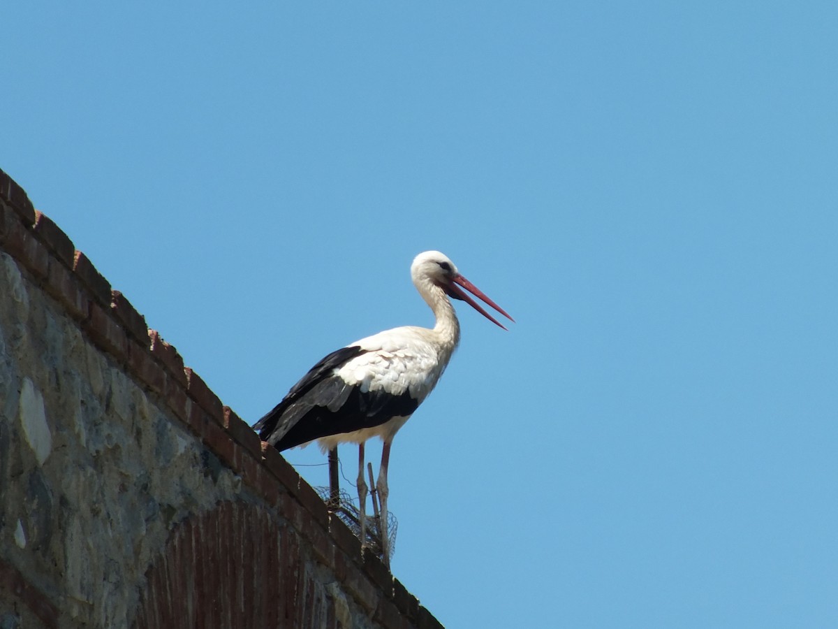 White Stork - ML470763711