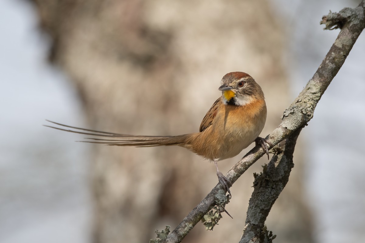 Chotoy Spinetail - ML470763851
