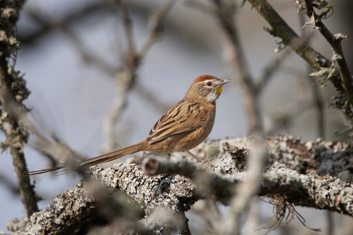 Chotoy Spinetail - ML470763861