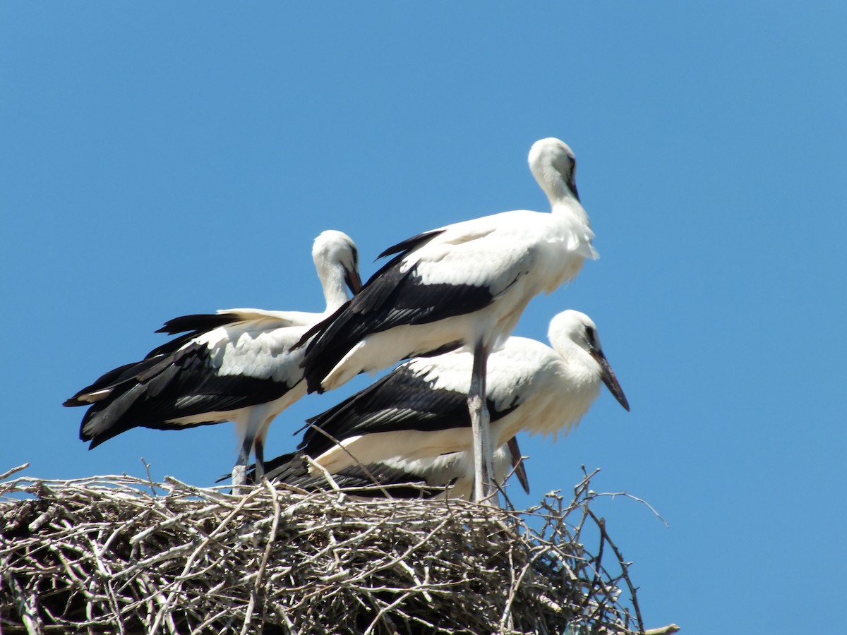 White Stork - Berkay Alagöz