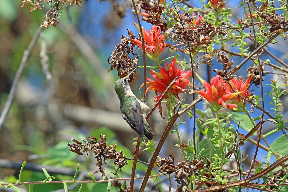 Calliope Hummingbird - ML47076431