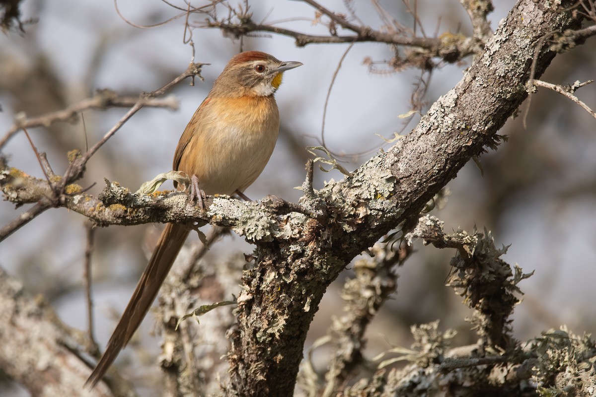Chotoy Spinetail - ML470764571