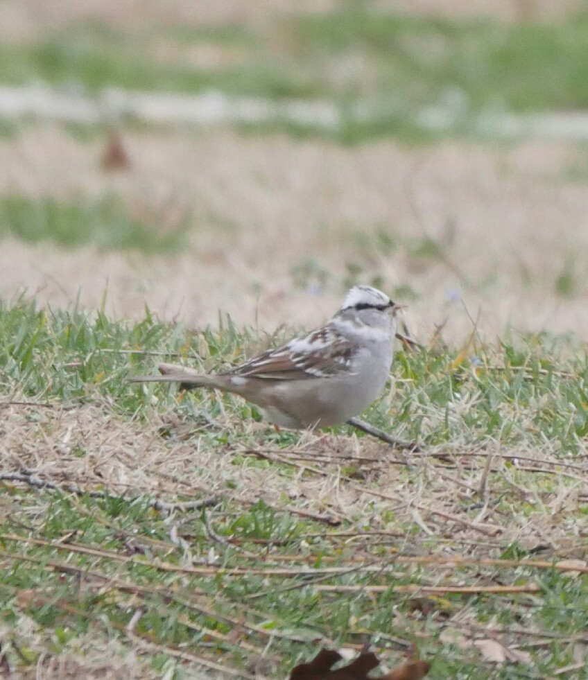 White-crowned Sparrow - ML47076571