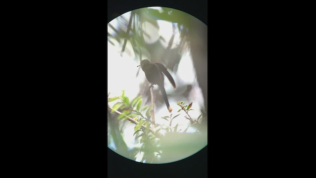 kolibřík královský - ML470765901