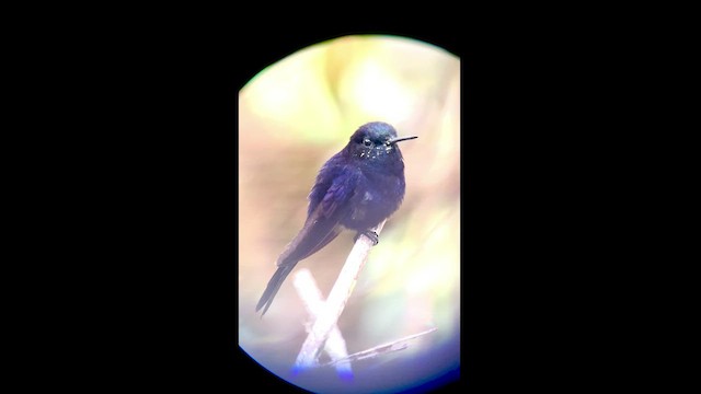 kolibřík královský - ML470765911