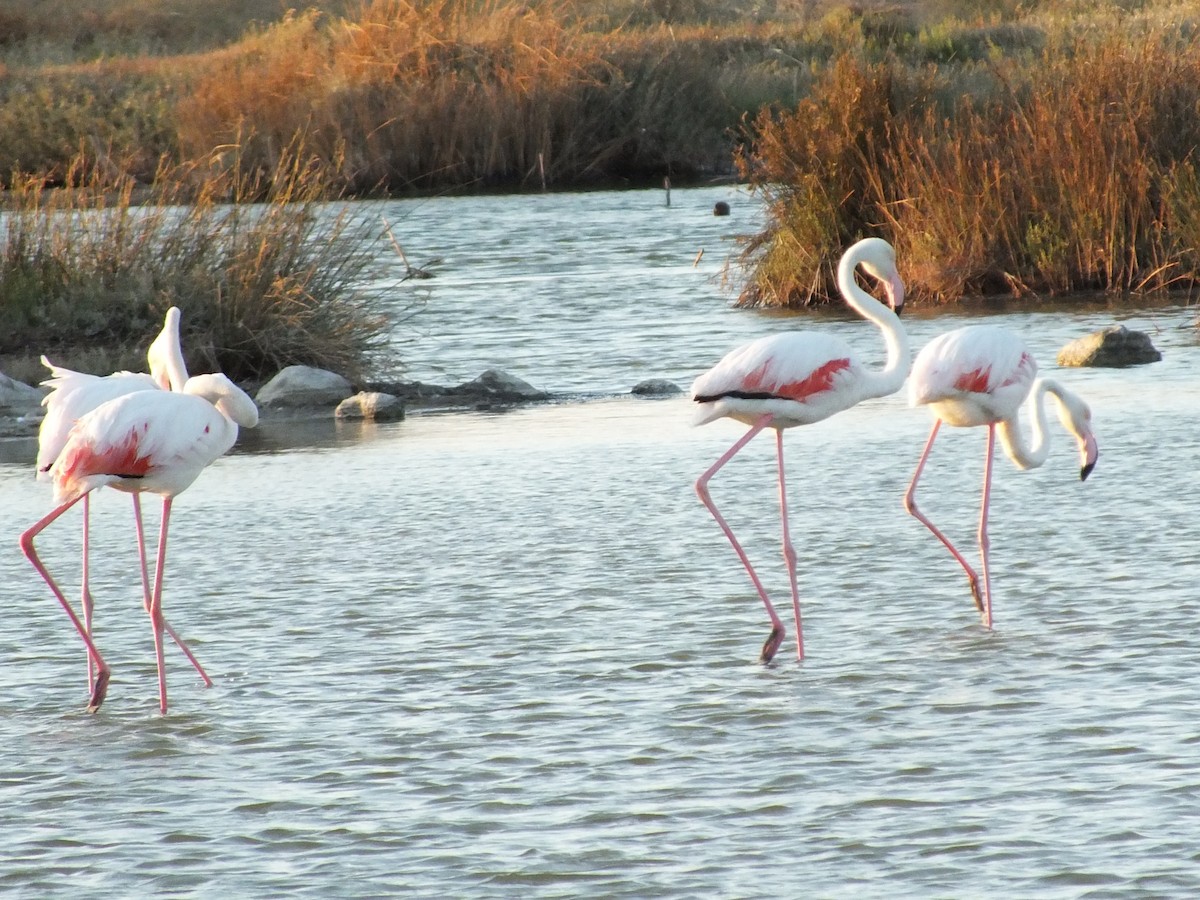 Greater Flamingo - ML470765991