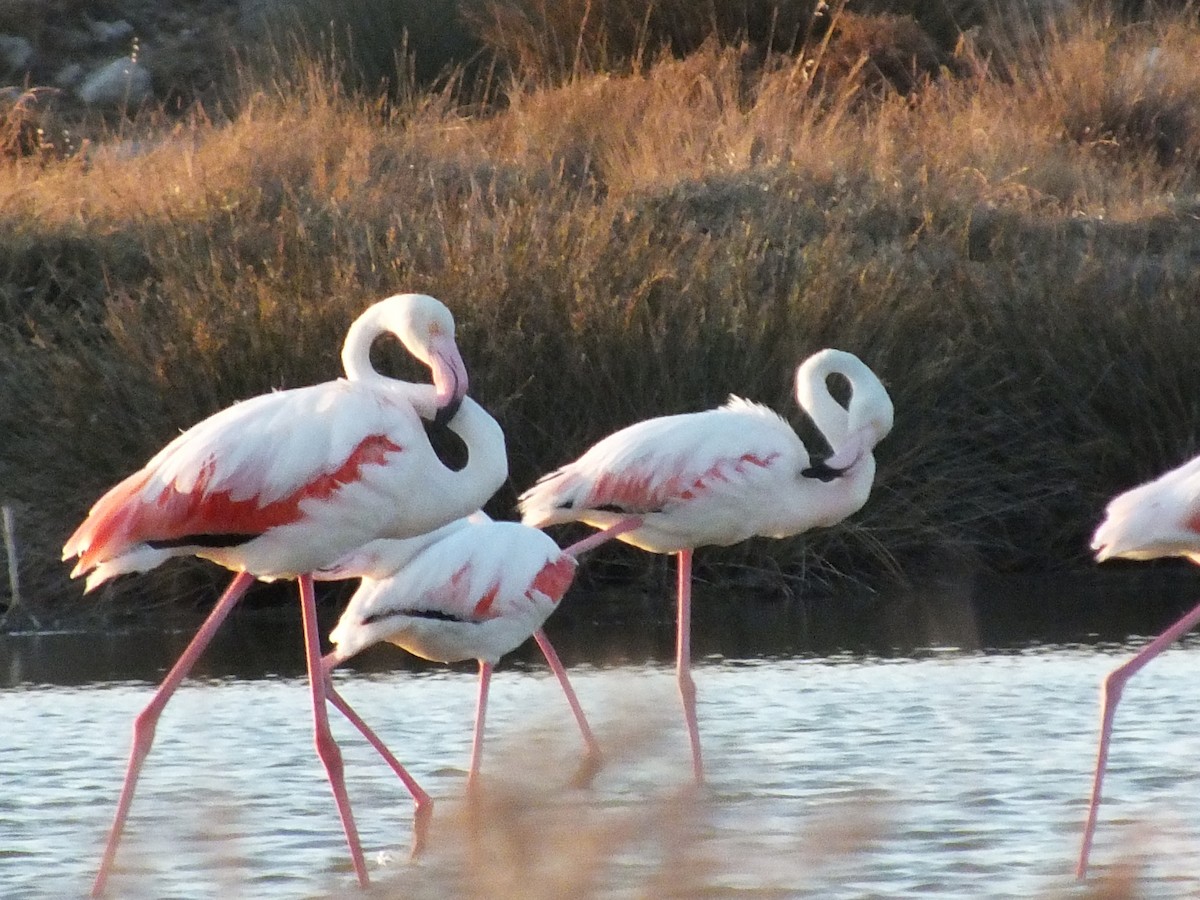 Greater Flamingo - Berkay Alagöz
