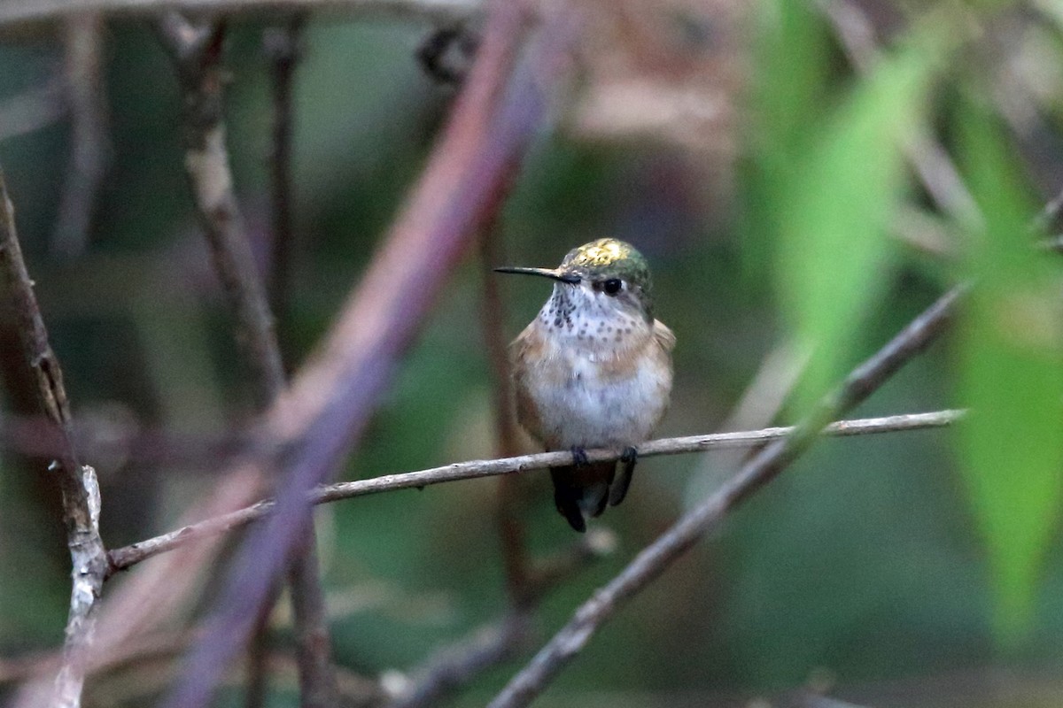 Calliope Hummingbird - ML47076791