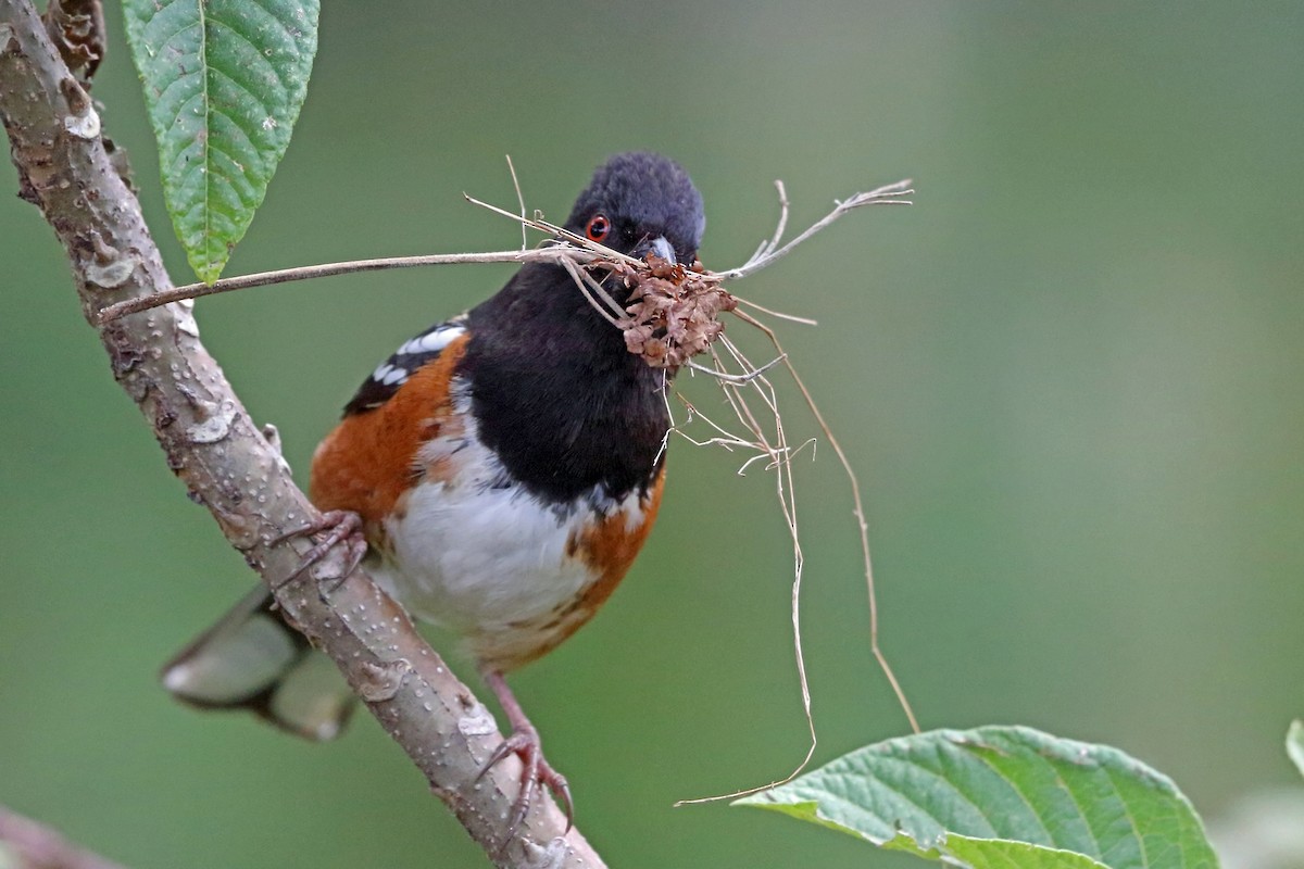 Spotted Towhee - ML47076821