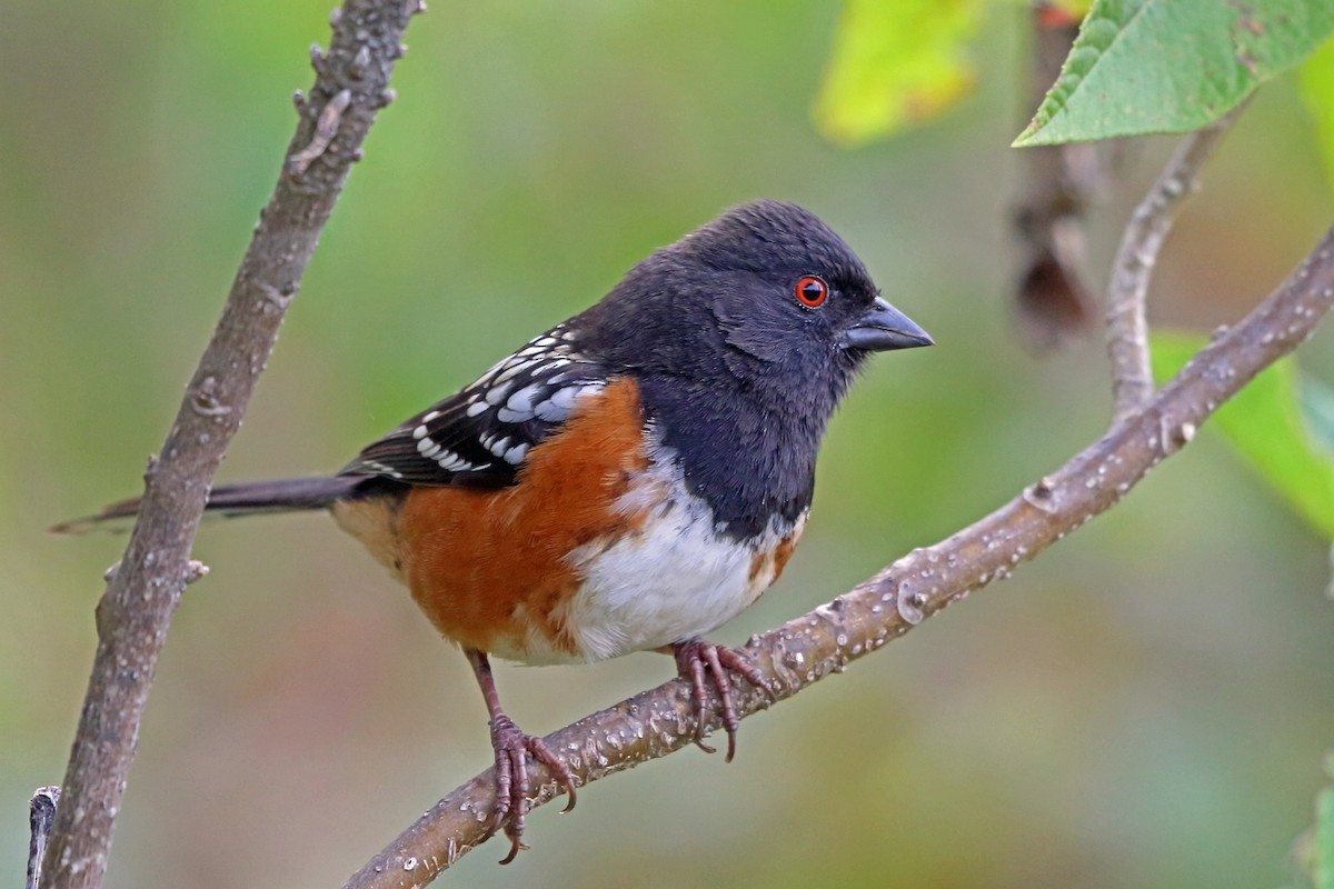 Spotted Towhee - ML47076841