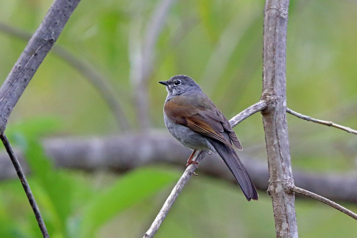 Brown-backed Solitaire - ML47076851