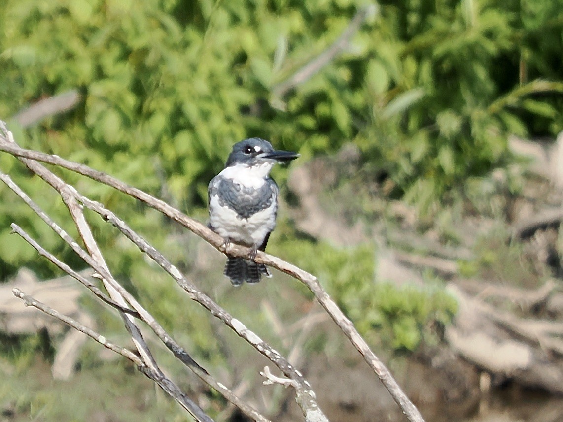 Belted Kingfisher - ML470769661