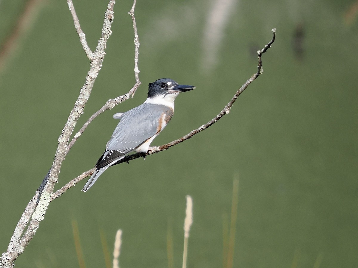 Belted Kingfisher - ML470769681