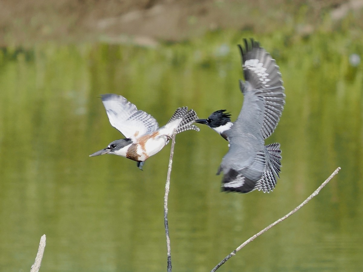 Belted Kingfisher - ML470769691