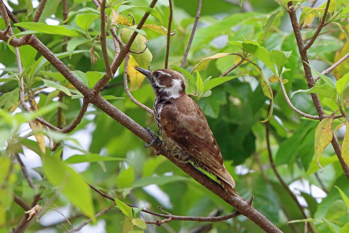 Arizona Woodpecker - Nigel Voaden