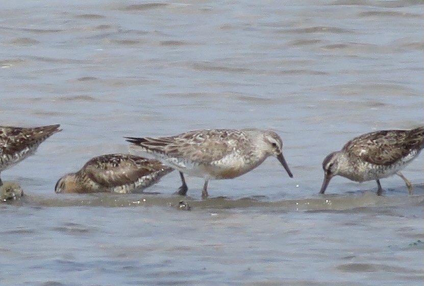 Red Knot - ML470770231