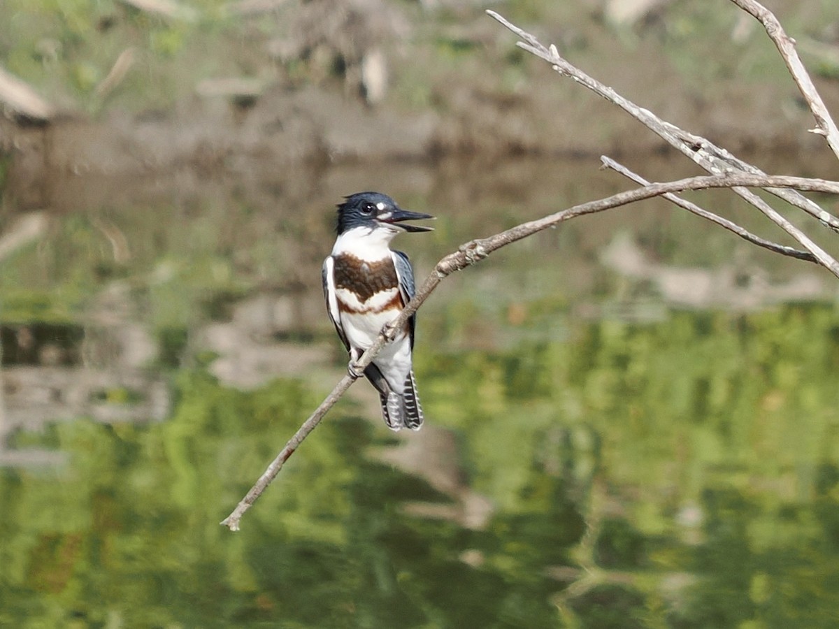 Belted Kingfisher - ML470770621