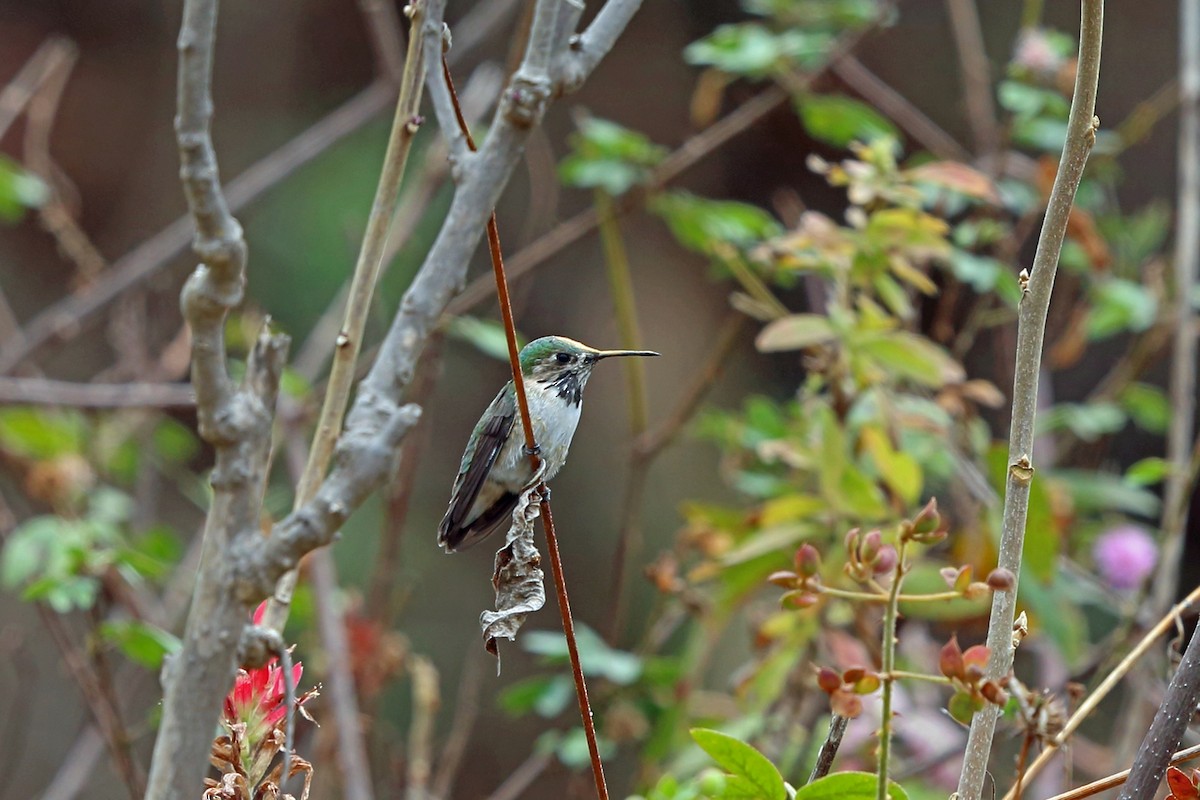 Calliope Hummingbird - Nigel Voaden