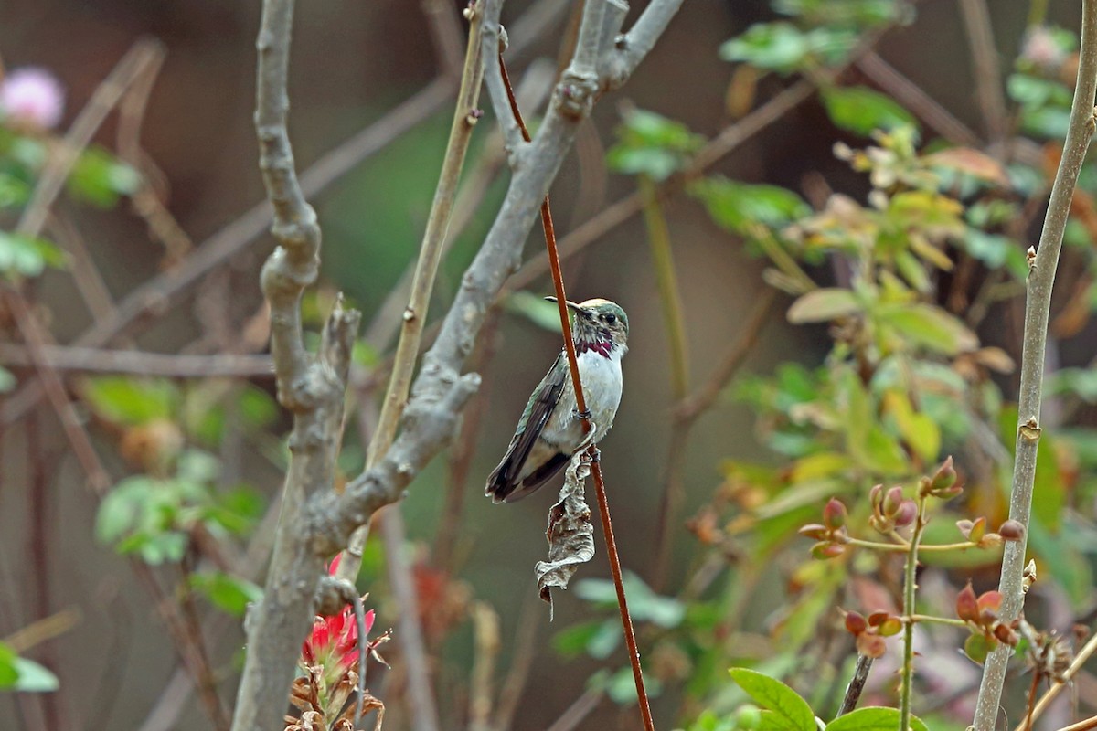 Calliope Hummingbird - ML47077081