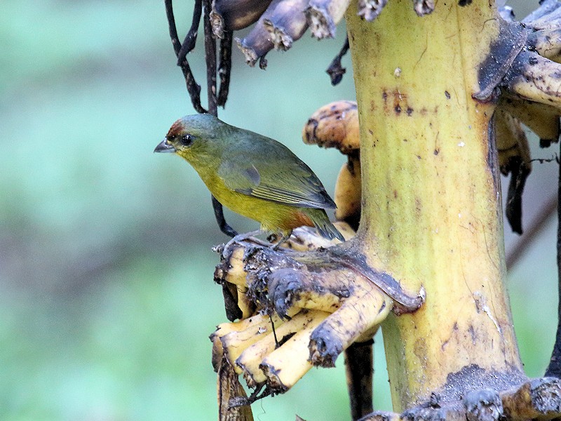 Olive-backed Euphonia - Stan Lilley