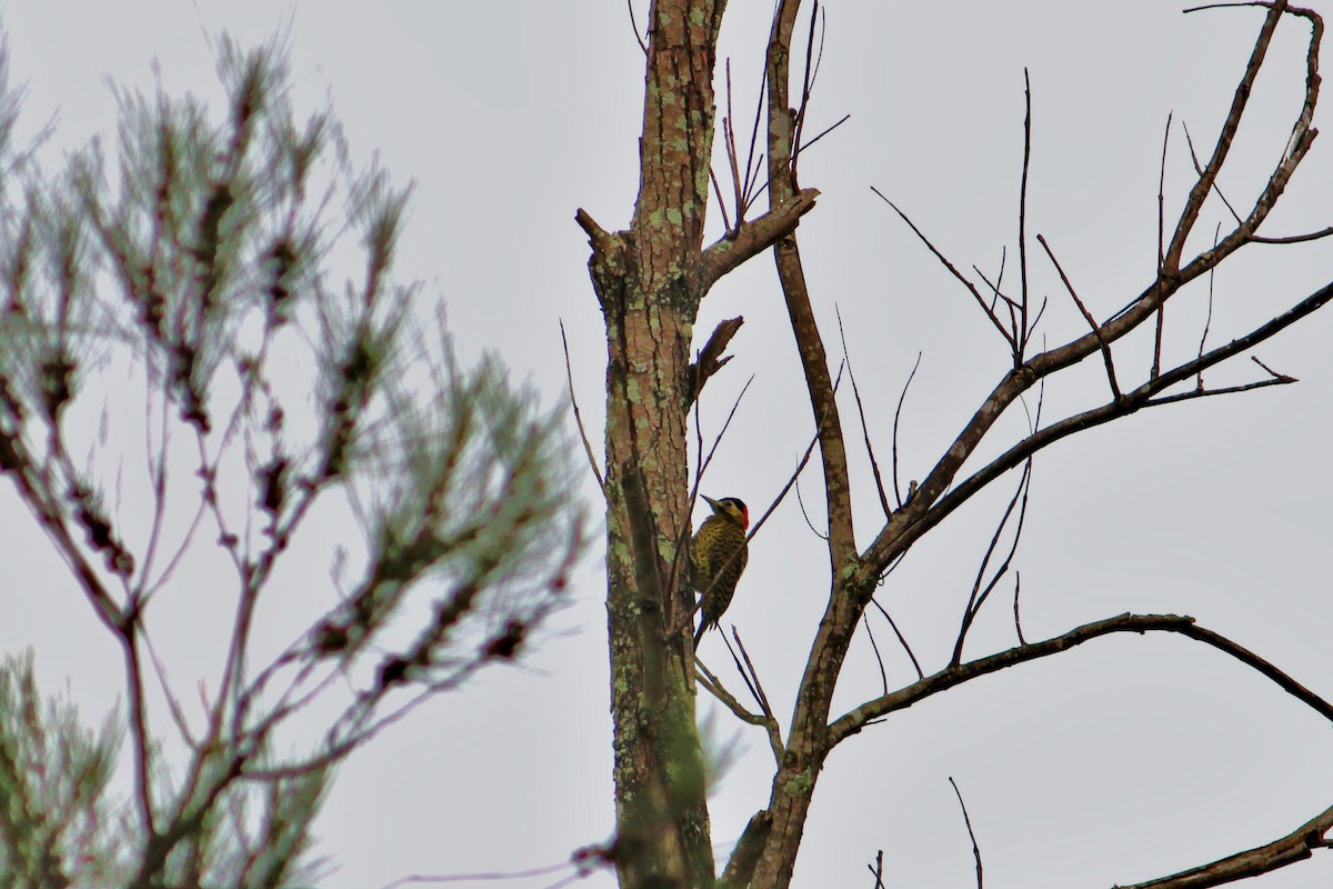 Green-barred Woodpecker - ML470775781