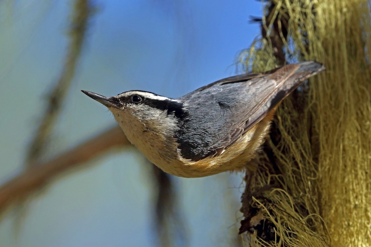 Red-breasted Nuthatch - ML47077891