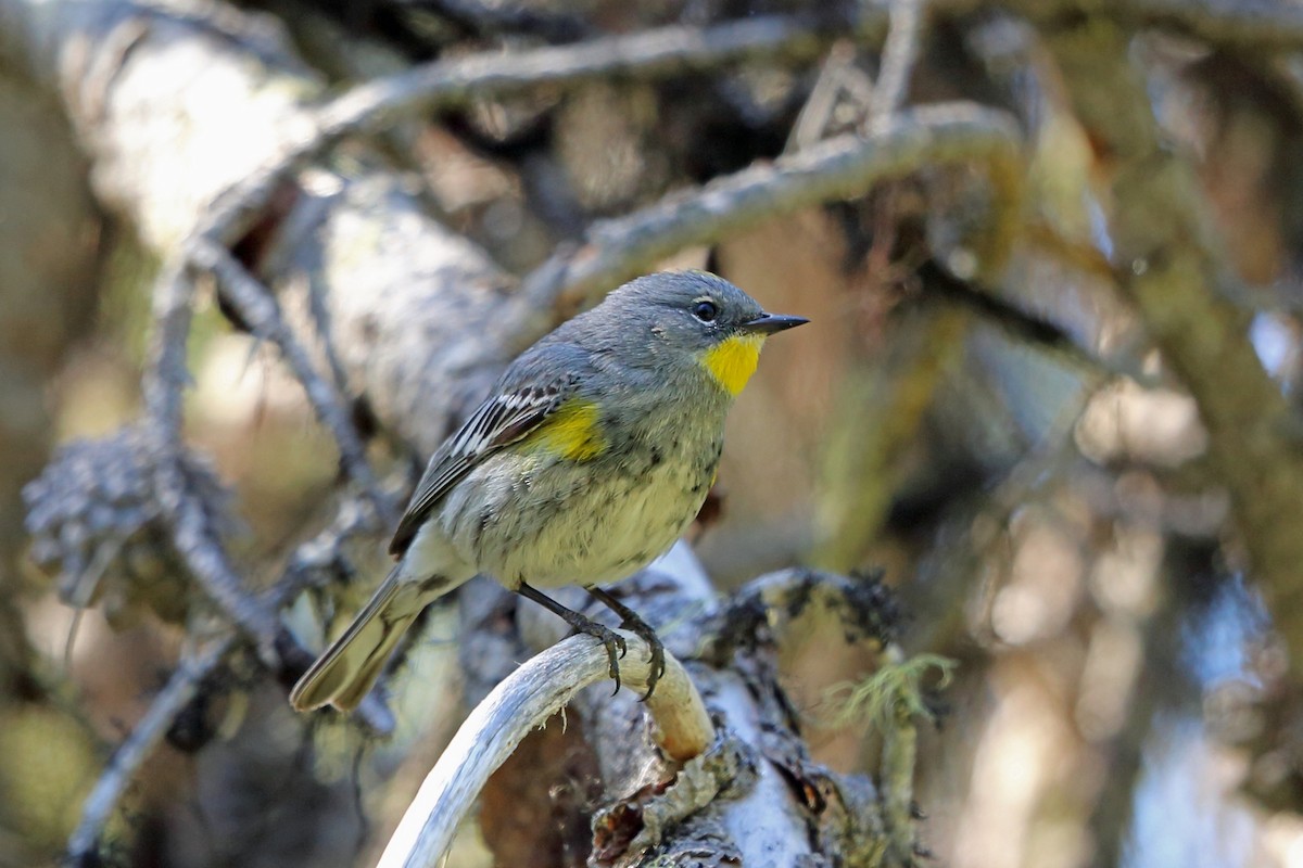 Yellow-rumped Warbler (Audubon's) - Nigel Voaden