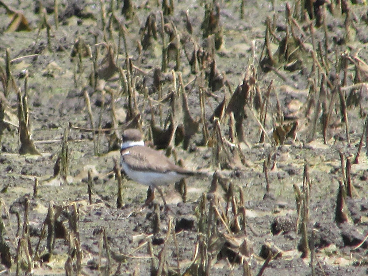 Semipalmated Plover - ML470781181
