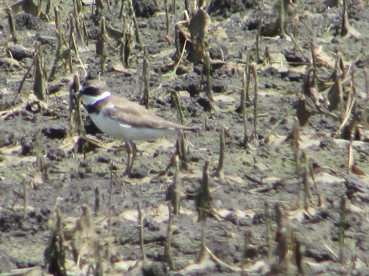 Semipalmated Plover - Mark Rhodes