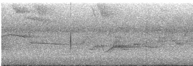 Дрізд-короткодзьоб Cвенсона - ML470781641