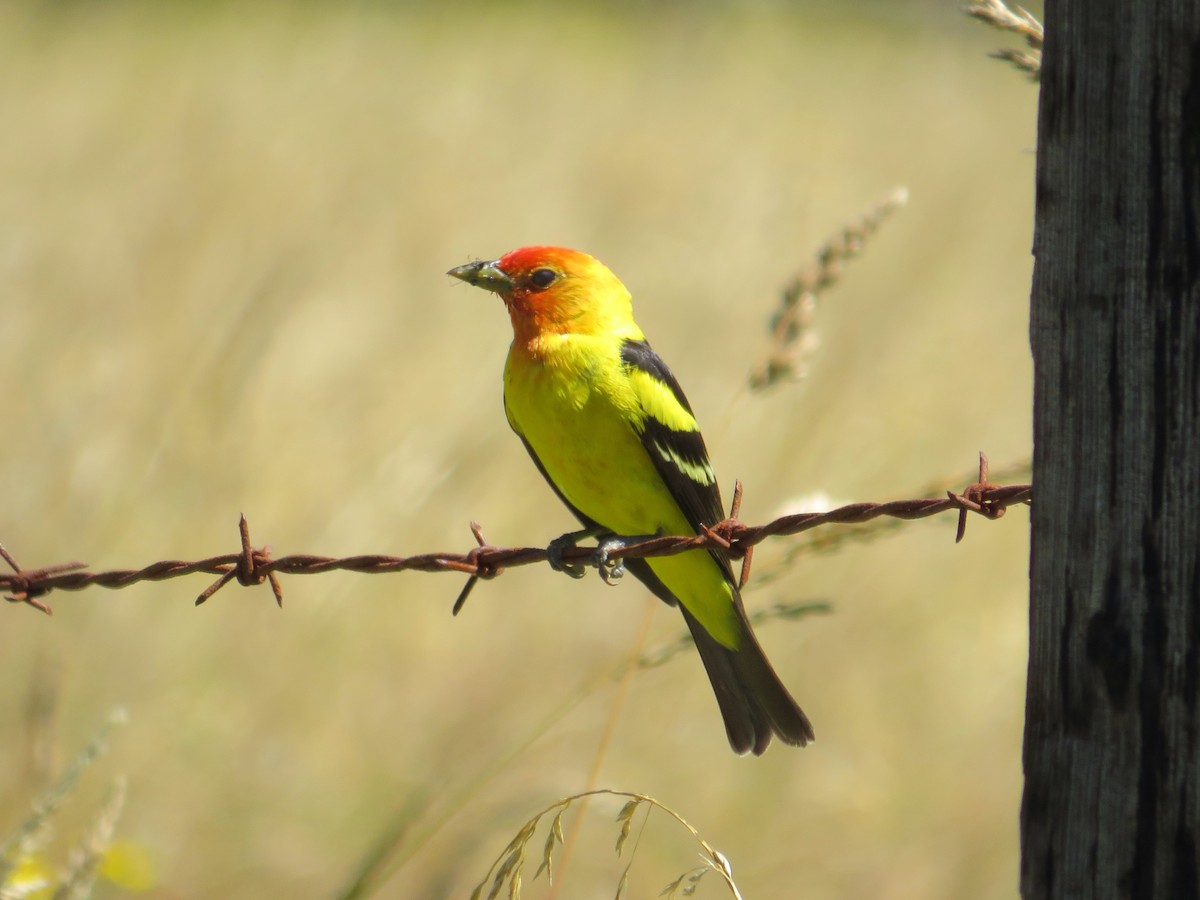 Western Tanager - ML470783931
