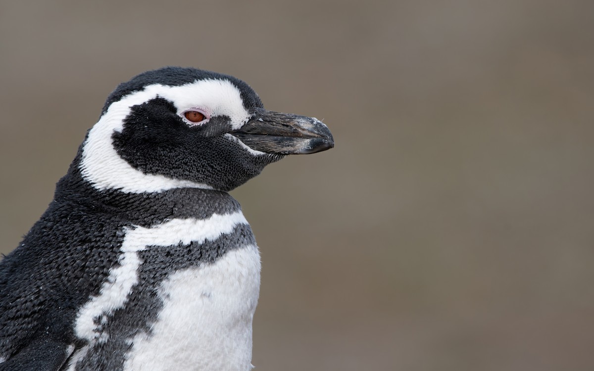 Magellanic Penguin - Mason Maron