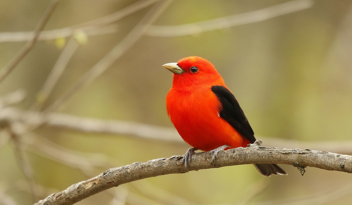 Scarlet Tanager - ML470787351