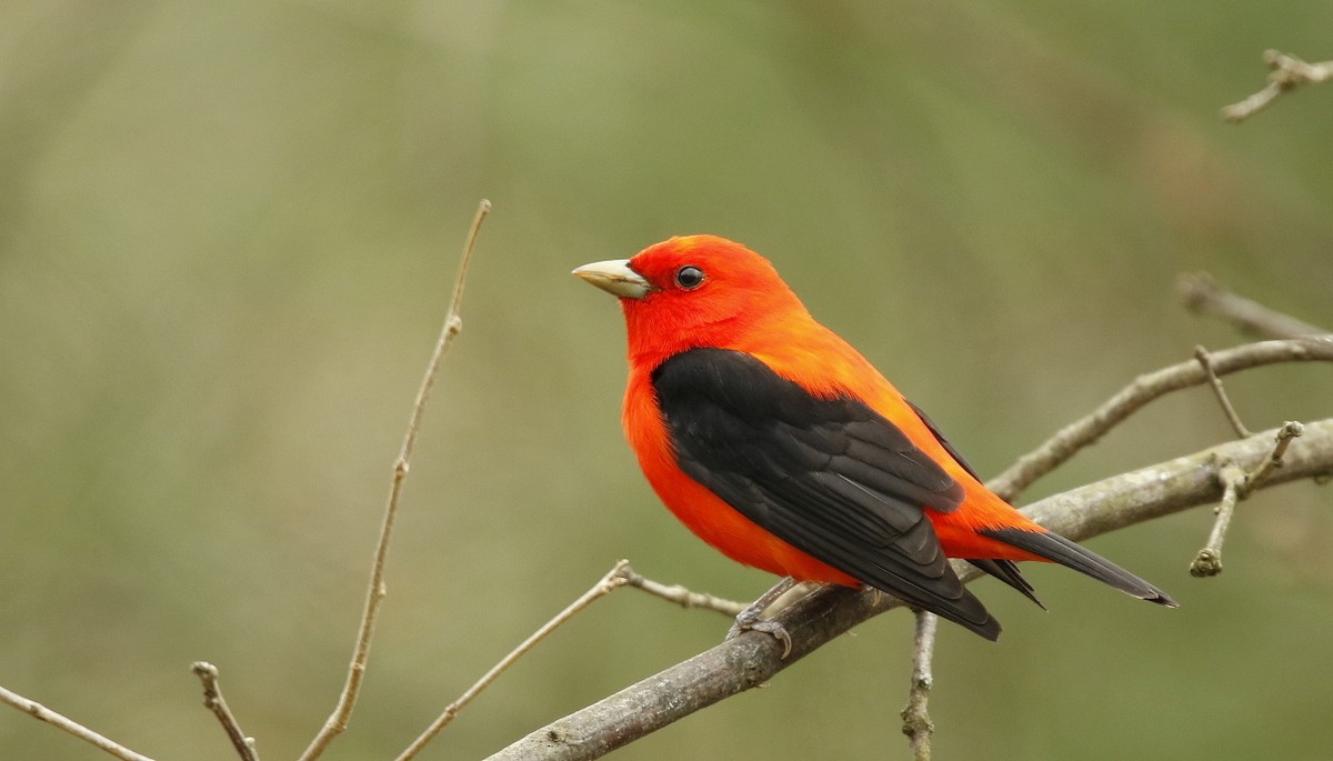 Scarlet Tanager - ML470787361